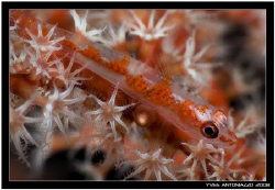 Coral goby well camouflaged in this gorgonian  D200/105 VR by Yves Antoniazzo 
